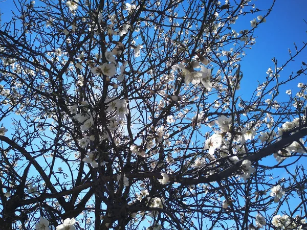 Fiori Bianchi Sui Rami Accanto Fiume — Foto Stock