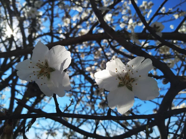 川のそばの枝に白い花 — ストック写真