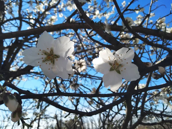 川のそばの枝に白い花 — ストック写真