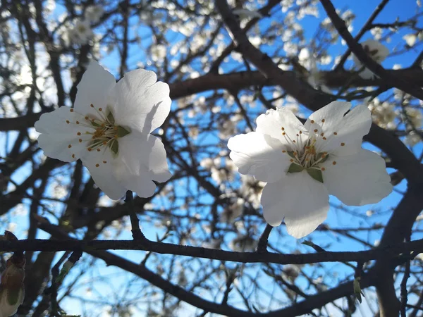 White Flowers Branches River — Stock Photo, Image