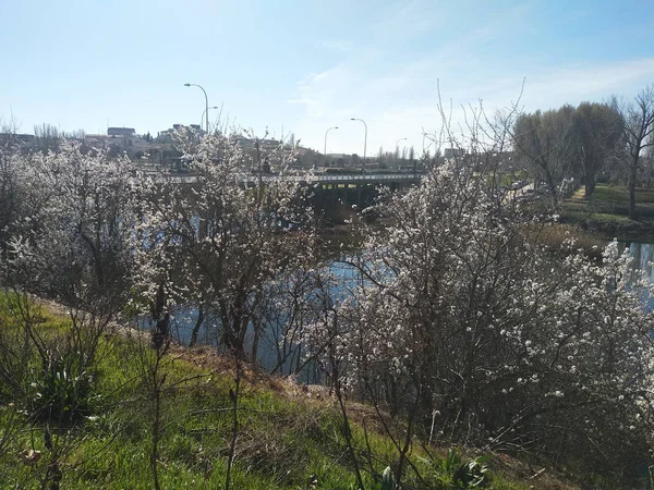 Fiume Con Alberi Senza Foglie Autunno — Foto Stock