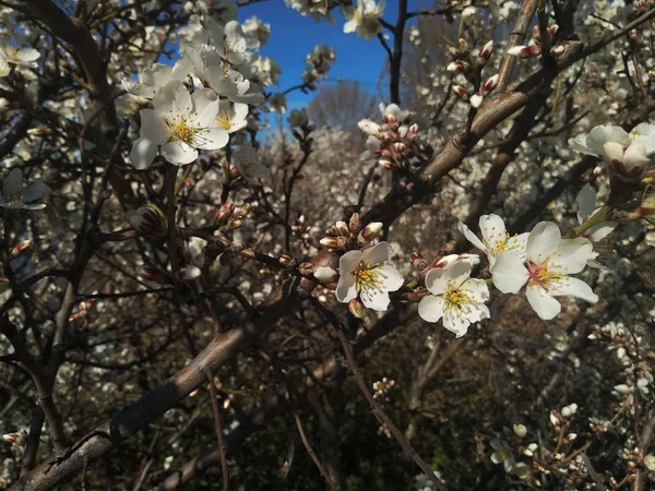 Fleurs Blanches Sur Les Branches Bord Une Rivière — Photo