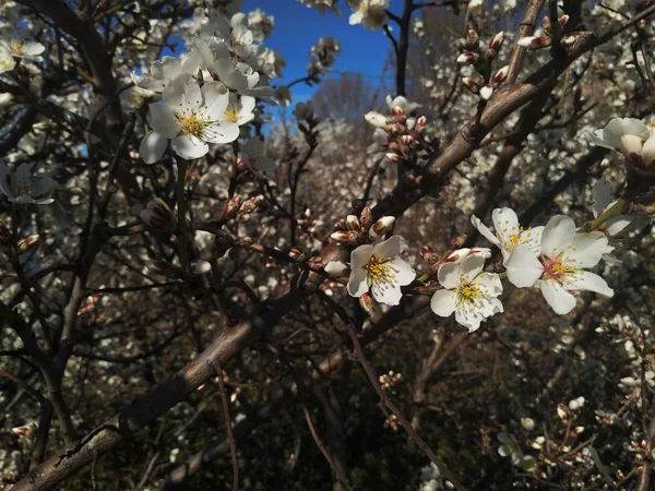川のそばの枝に白い花 — ストック写真