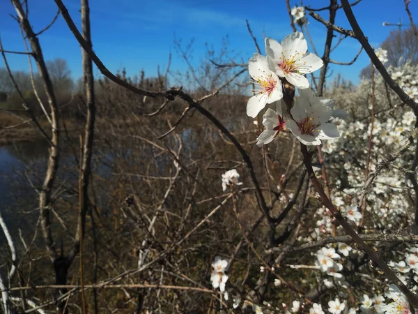 Weiße Blumen Auf Ästen Neben Einem Fluss — Stockfoto