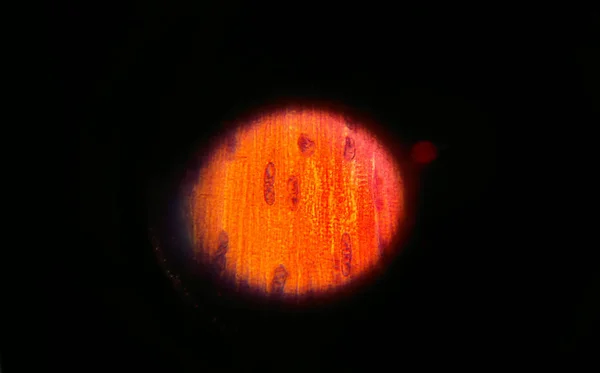 Клетки Мышцы Видимые Микроскопом — стоковое фото