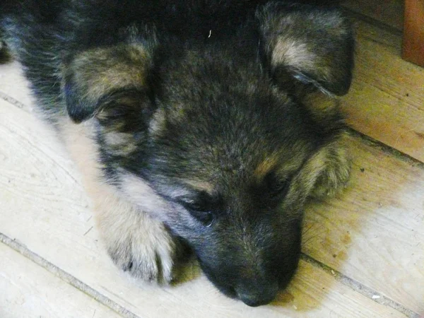 German shepherd puppy asleep on the floor.