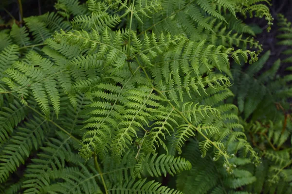 Fougères Vertes Dans Une Forêt Feuillue — Photo