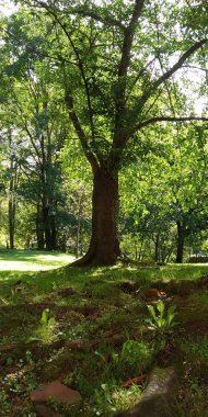 Yazın bir parkın ormanı.