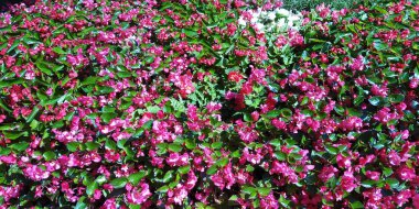 Çiçeklerin ve yeşil çalıların arka planı.