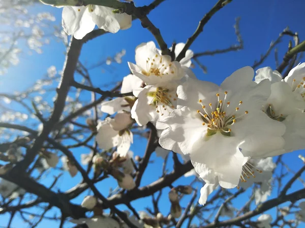 川のそばの枝に白い花 — ストック写真