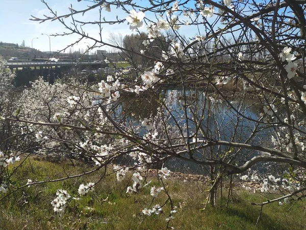 川のそばの枝に白い花 — ストック写真