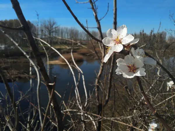 河边树枝上的白花 — 图库照片