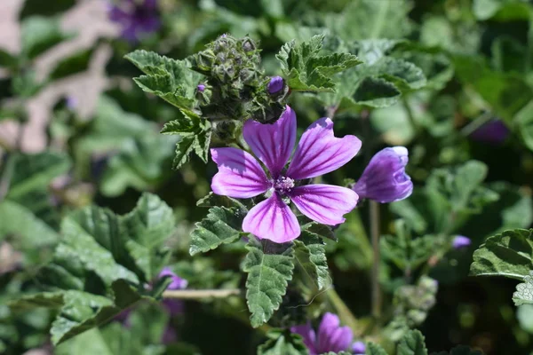 Yeşil bir çalı arasında mor çiçek.