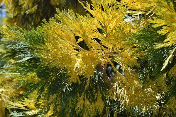 Зелене Жовте Листя Сосни — стокове фото