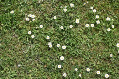 Çim en iyi ot ve çiçeklerin yeşil arka planı.