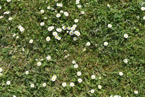 Çim en iyi ot ve çiçeklerin yeşil arka planı.