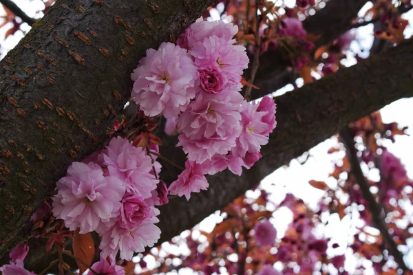 Kirschblüten Rosa — Stockfoto