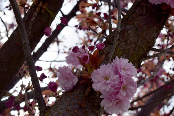 Flores Cerejeira Rosa — Fotografia de Stock