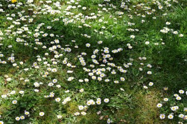 Çim en iyi ot ve çiçeklerin yeşil arka planı.