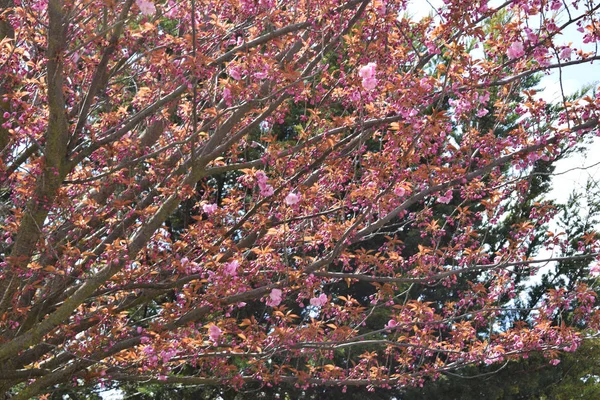 Kirschblüten Rosa — Stockfoto