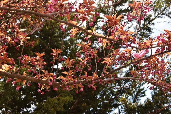 Kirschblüten Rosa — Stockfoto