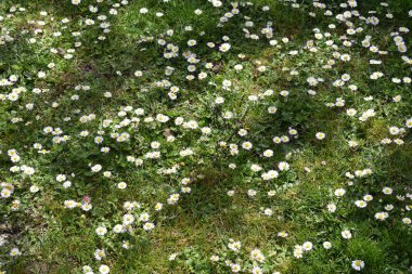 Çim en iyi ot ve çiçeklerin yeşil arka planı.