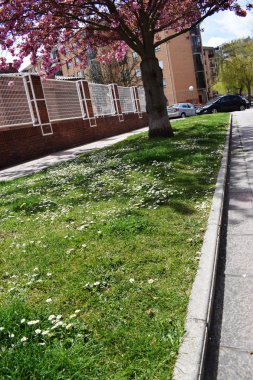 Çim en iyi ot ve çiçeklerin yeşil arka planı.