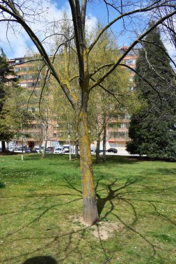 Bir şehrin yeşil parkları