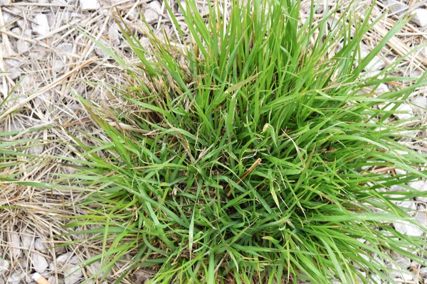 Stein Und Urbanes Gras — Stockfoto