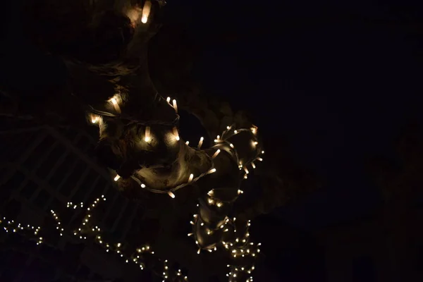 Luzes Natal Galhos Árvore — Fotografia de Stock
