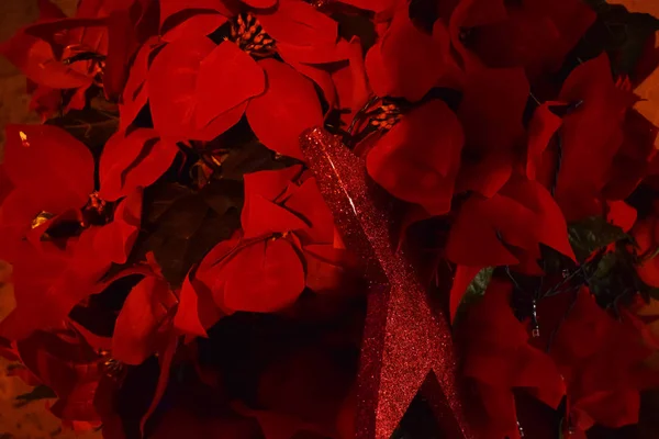 夜の赤い花びらの背景 — ストック写真