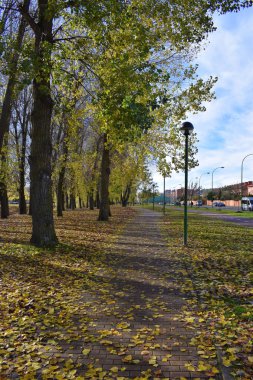 Güneşli bir sonbahar gününde Parklar.