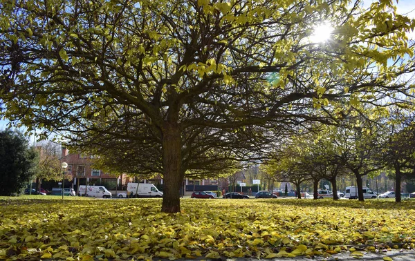 Parques Dia Outono Com Luz Solar — Fotografia de Stock