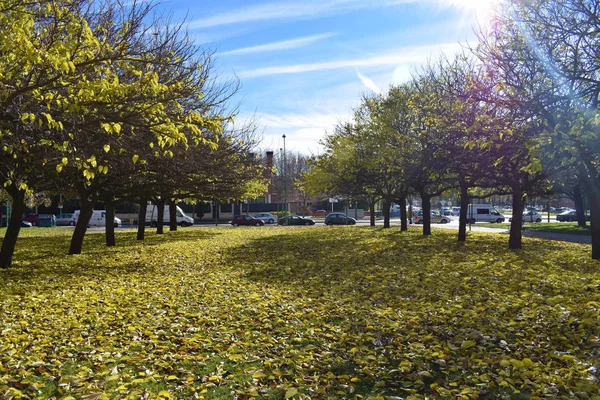 Πάρκα Μια Φθινοπωρινή Μέρα Λιακάδα — Φωτογραφία Αρχείου