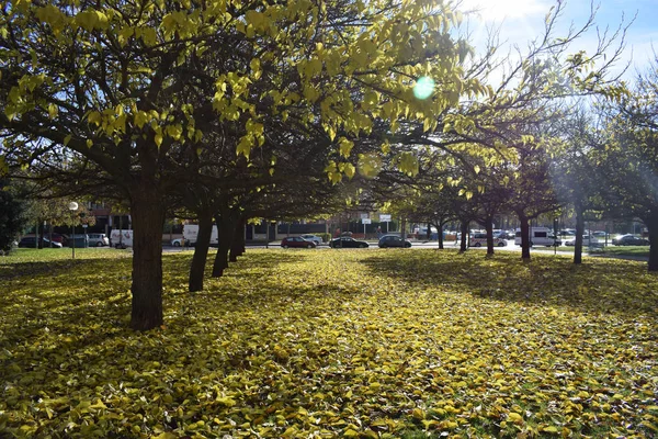 Parks Autumn Day Sunshine — Stock Photo, Image