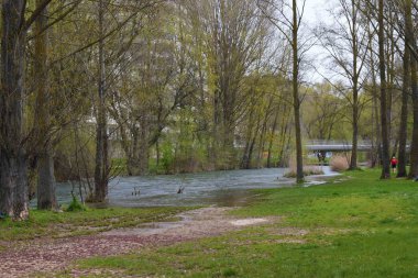 Şehrin ortasından geçen ağaçlar.