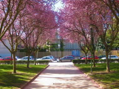 İlkbaharda kiraz çiçekleri.