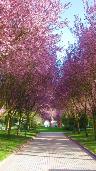 Třešňové Květy Jaře — Stock fotografie