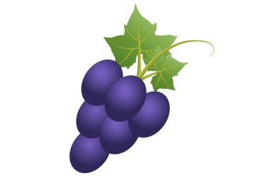 Beyaz arka planda mor üzüm demeti.