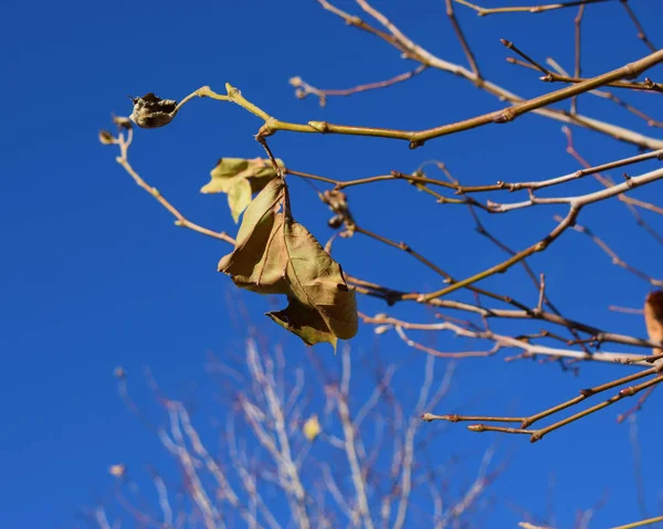 Ramas Huecas Árbol Con Hojas Secas — Foto de Stock