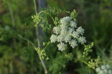 Baharda White Anthriscus Sylvestris