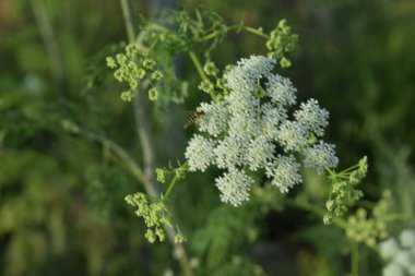 Baharda White Anthriscus Sylvestris