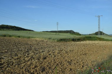 Yazın elektrik hatları olan yeşil çayır manzarası.