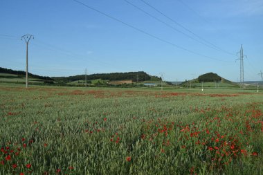 Yazın elektrik hatları olan yeşil çayır manzarası.
