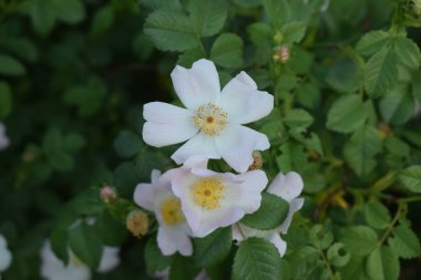 Rosa yeşil bir çalıda sempervirens.