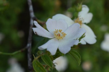 Rosa yeşil bir çalıda sempervirens.
