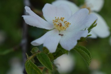 Rosa yeşil bir çalıda sempervirens.