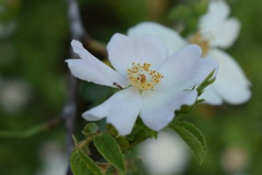 Rosa yeşil bir çalıda sempervirens.