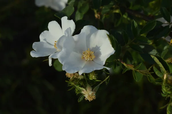 Rosa Sempervirens Egy Zöld Bokron — Stock Fotó