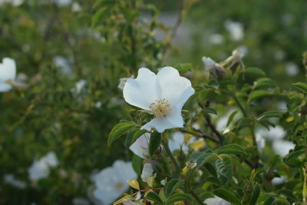 Rosa Sempervirens Zielonym Krzewie — Zdjęcie stockowe